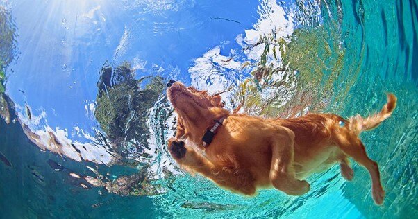 Golden Retriever nadando em uma piscina em um dia ensolarado.