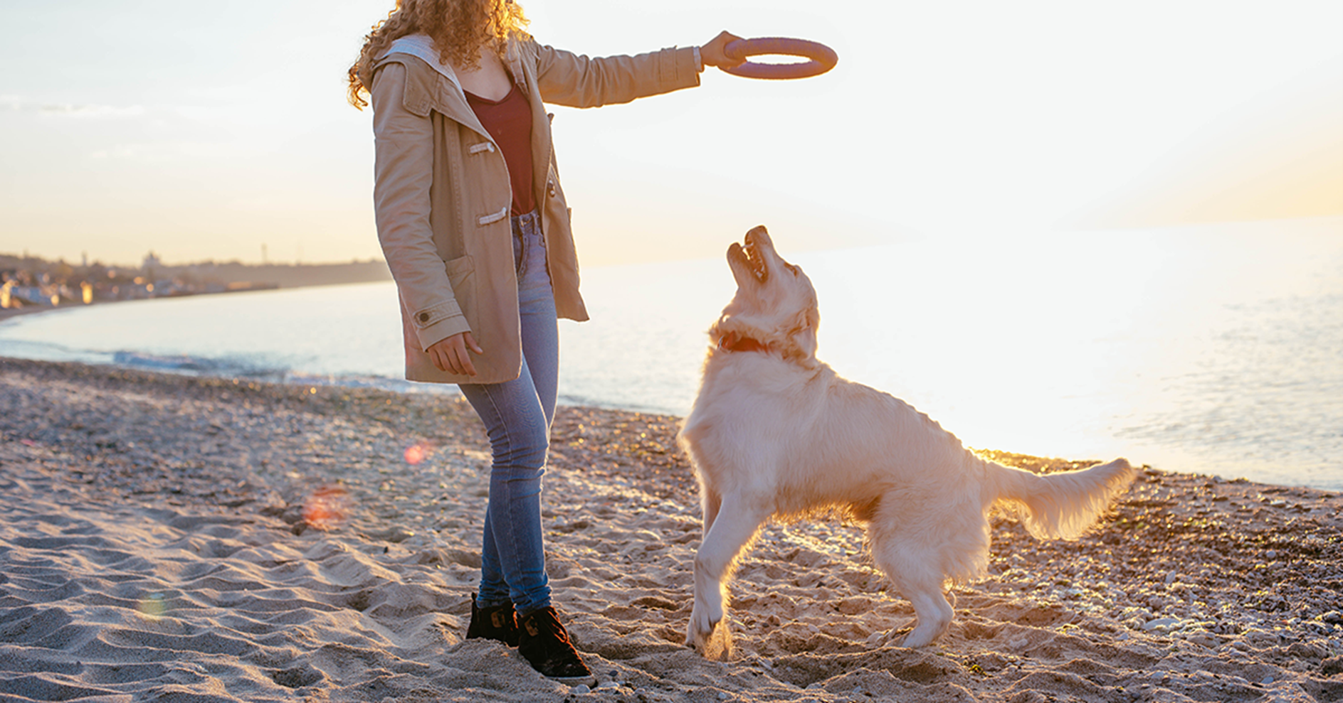 Golden retriever brincando de aro com humano