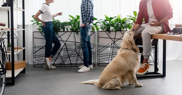 Quali sono i benefici del portare i cani in ufficio