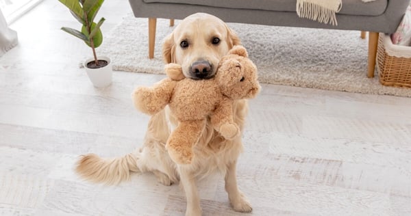 Dog and visitors at home