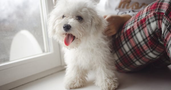 cute bichon frise puppy