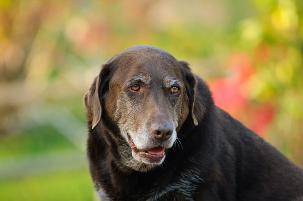 HOW TO HELP SENIOR DOGS PLAY