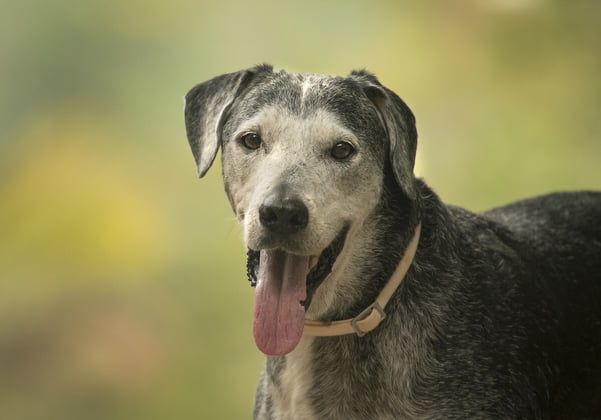 En ädre hund som tittar rakt fram med tungan ut