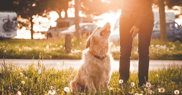 happy dog on easter