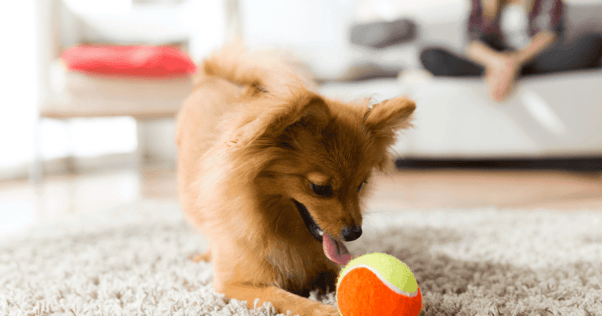 dog playing with ball toy