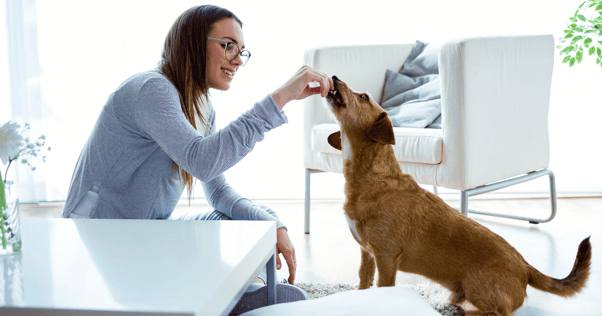 Hund tillsammans med sin ägare på golvet