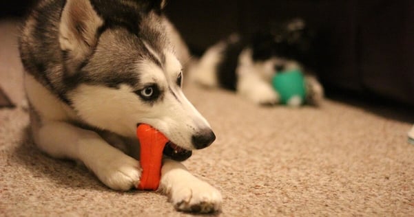 Dog playing with toys