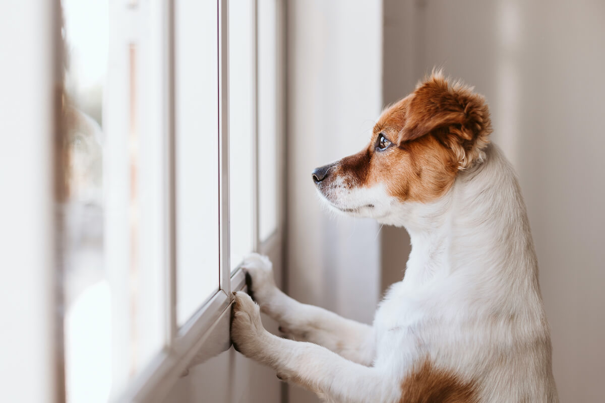 terrier dog at window