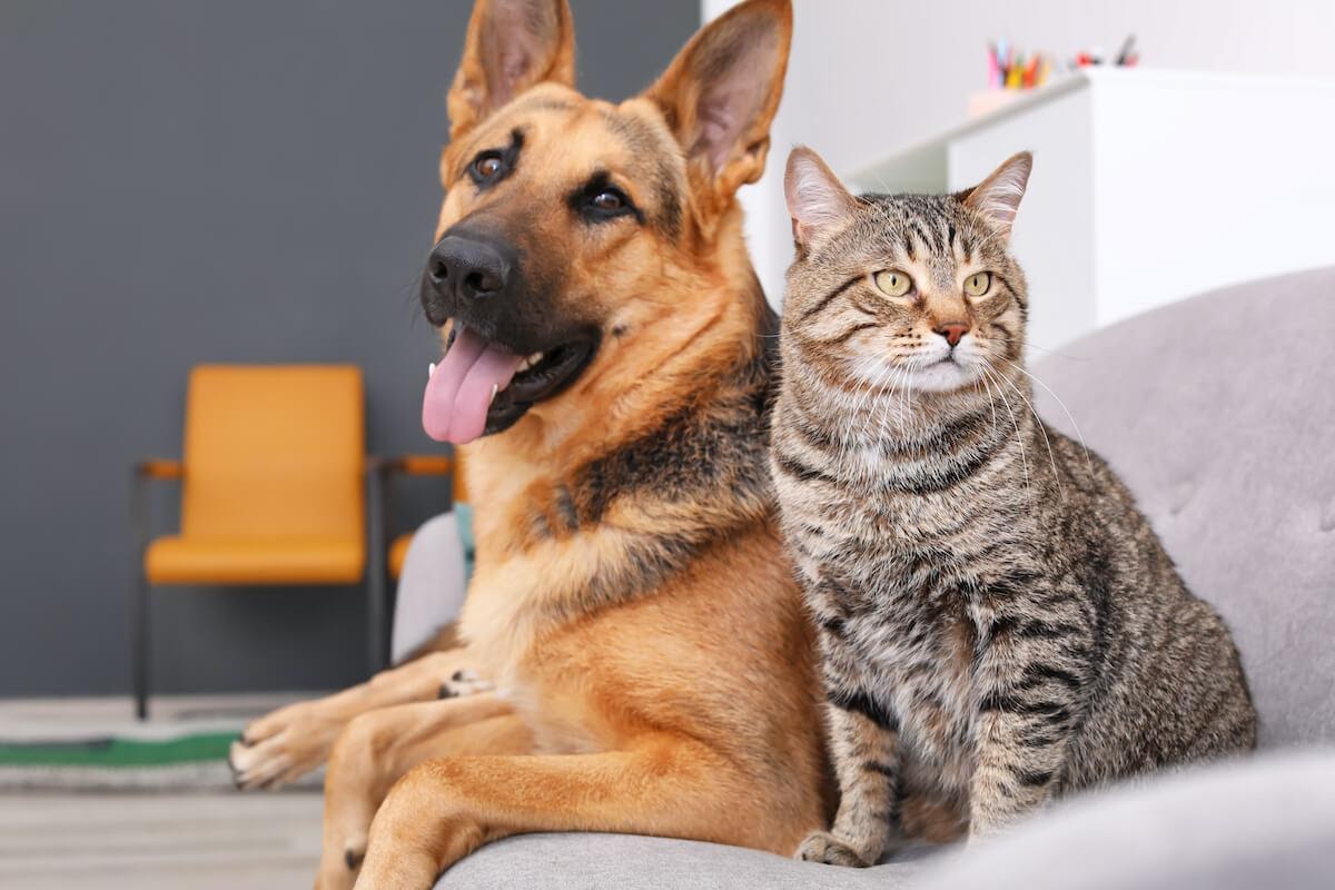 Convivenza cane e gatto