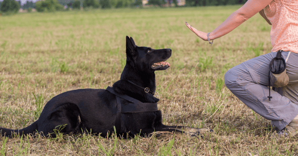 treino para cão