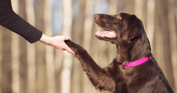 treino para cães 2