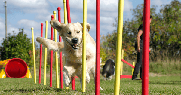 treino para cães 3