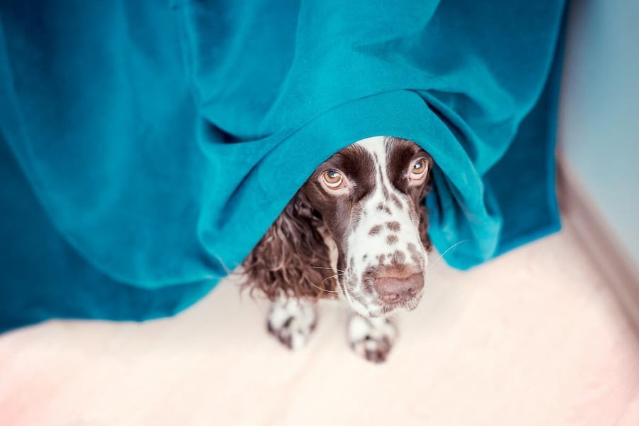 cão escondido a espreitar debaixo de um pano azul