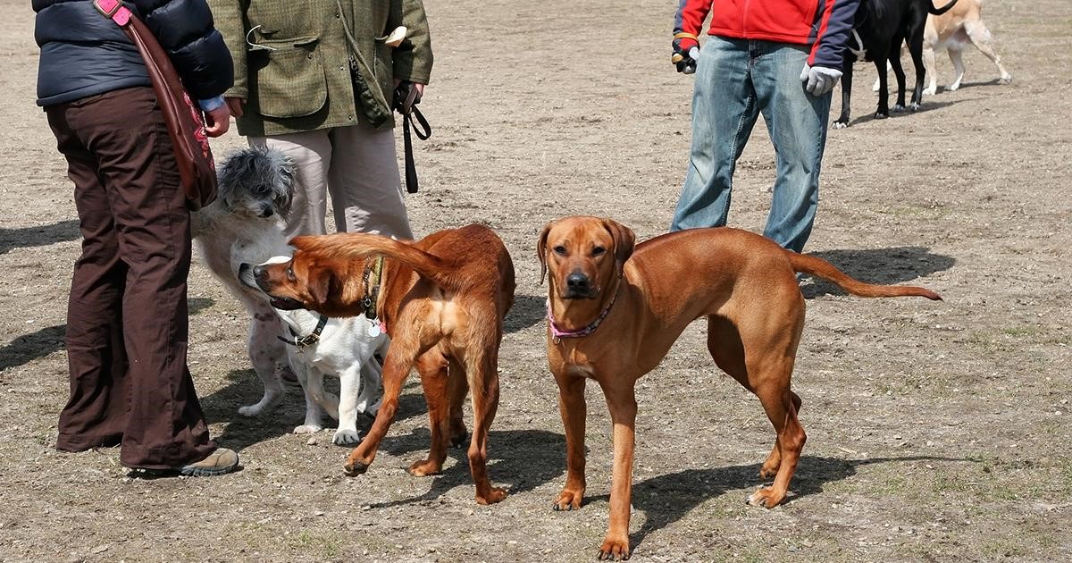 Gruppo di cani e umani nel parco.