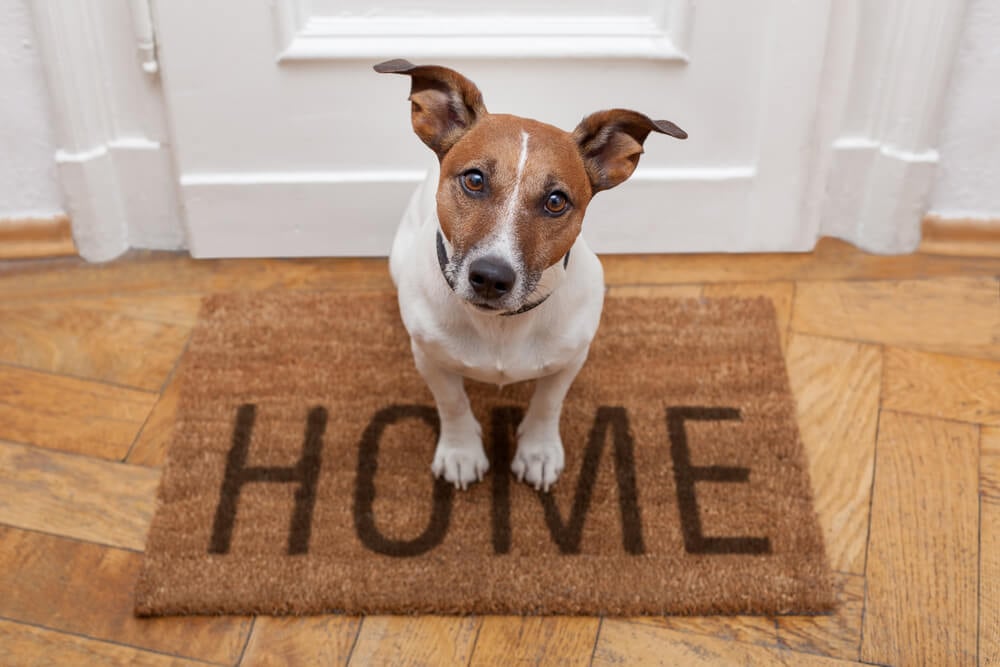 How To Make Leaving Your Dog Alone a Stress-Free Experience_3