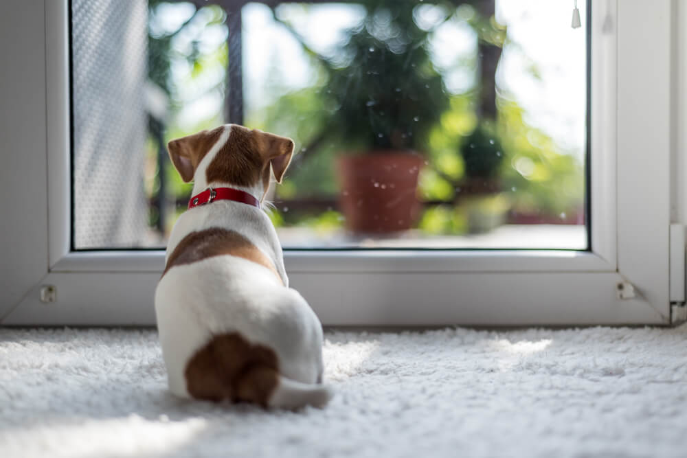 How long does it take to toilet train a puppy_3-2