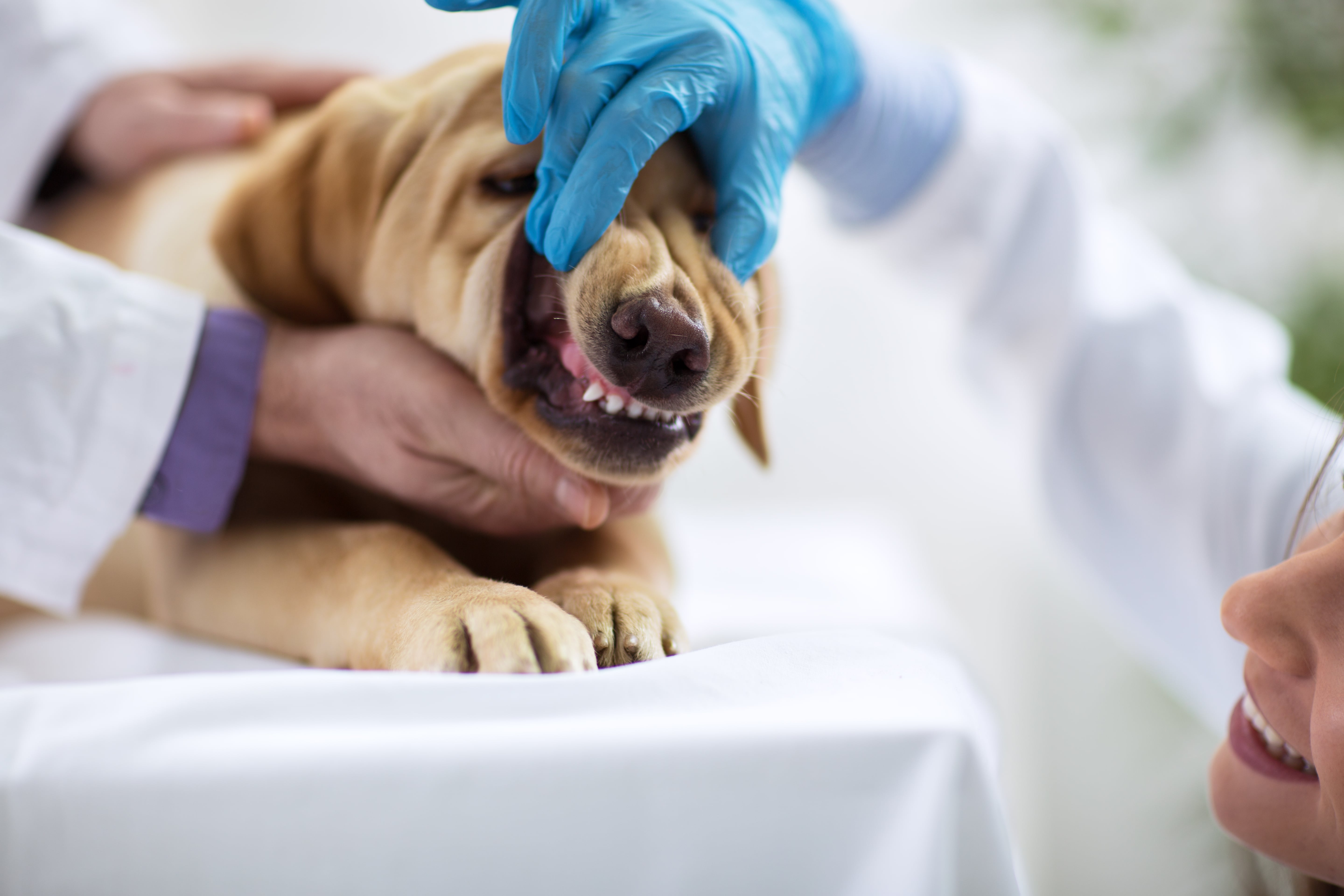 Zahnwechsel beim Hund durch Tierarzt kontrollieren