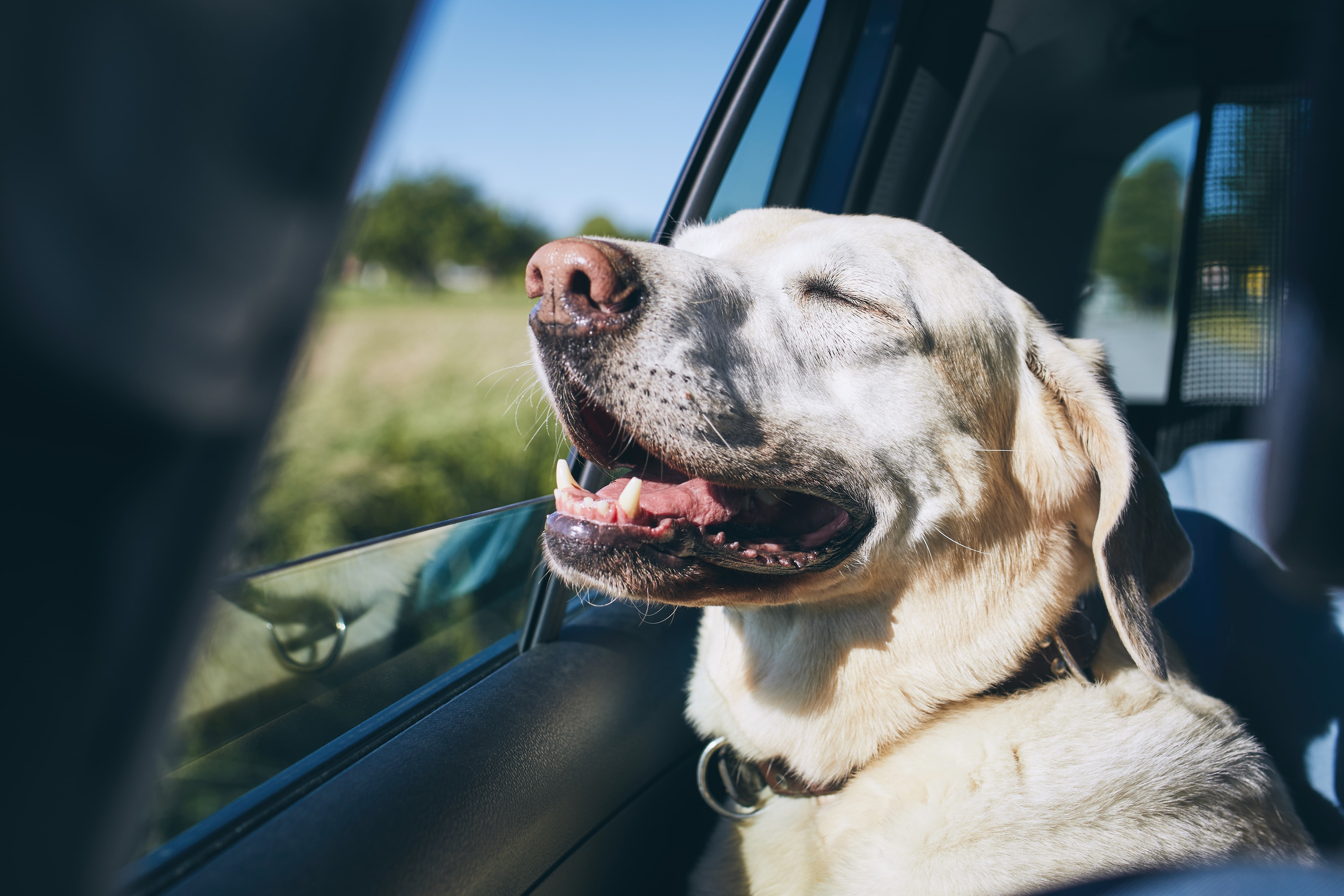 Hund abkühlen im Auto