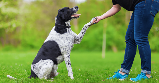 Il supporto di ADAPTIL all’addestramento del cane all’aperto
