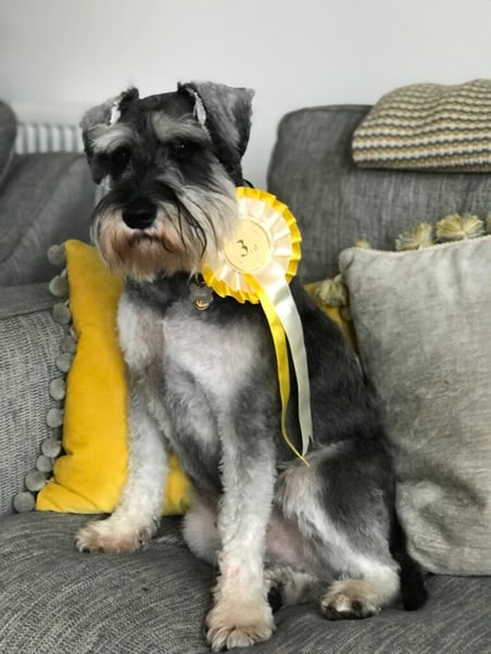 Dog with a winner’s rosette on their collar.