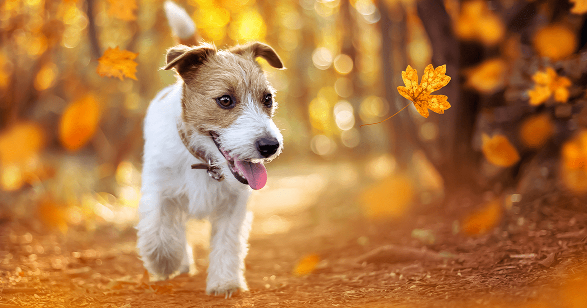 7 accesorios para perros ideales en otoño