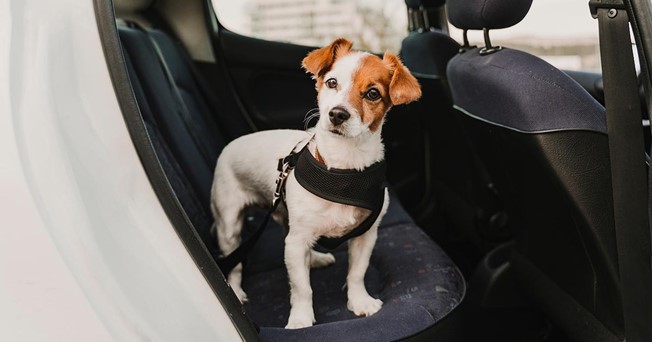 Perro Jack Russell en los asientos traseros de un coche, sujeto con un arnés.