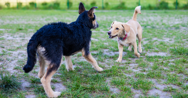 Imagen2-Feb-03-2026-12-21-21-5126-PM