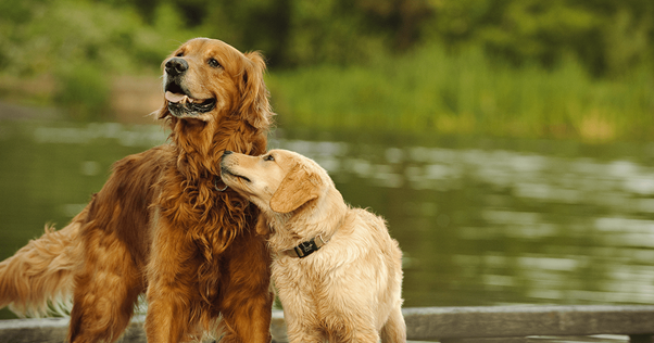 Perro mayor y cachorro joven jugando juntos cerca de un lago.