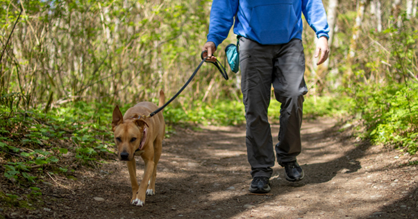 Human walking a dog outdoors on a woodland track.