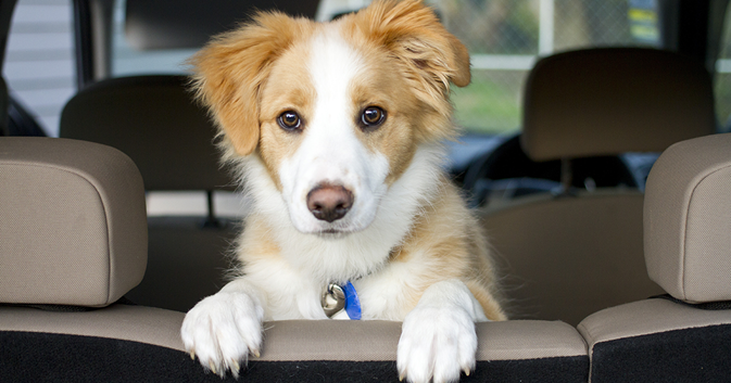 : Un cachorro mirando por encima del asiento trasero de un coche.