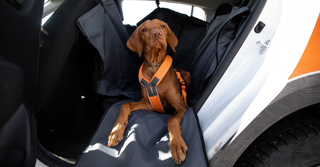Un perro acostado en un coche con un arnés naranja.