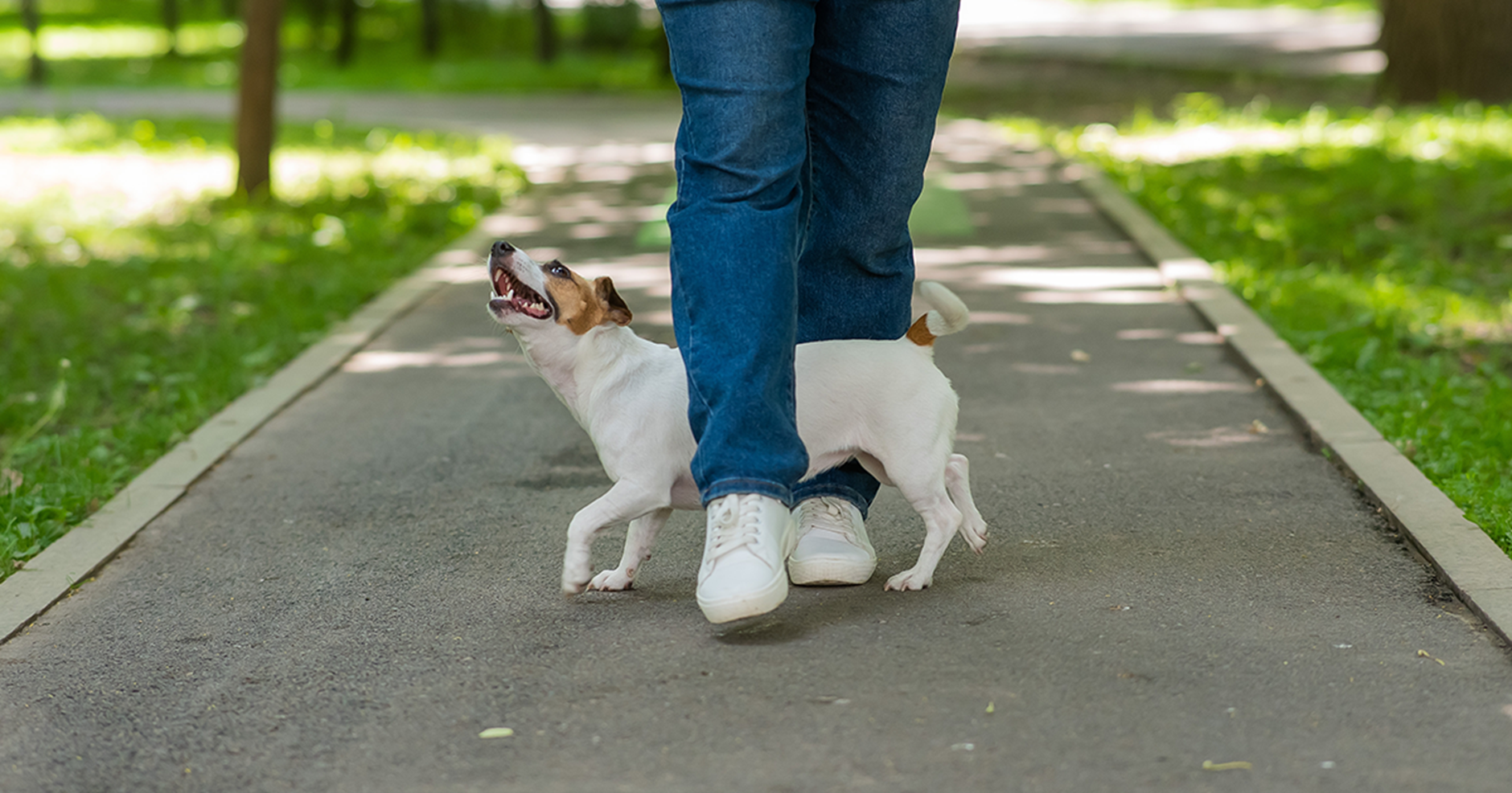 Jack Russel sendo treinado