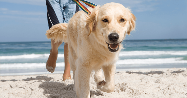 Jovem cão adolescente se divertindo com seu dono na praia.