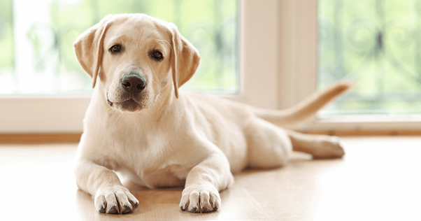 Labrador amarelo deitado e olhando para a câmera.