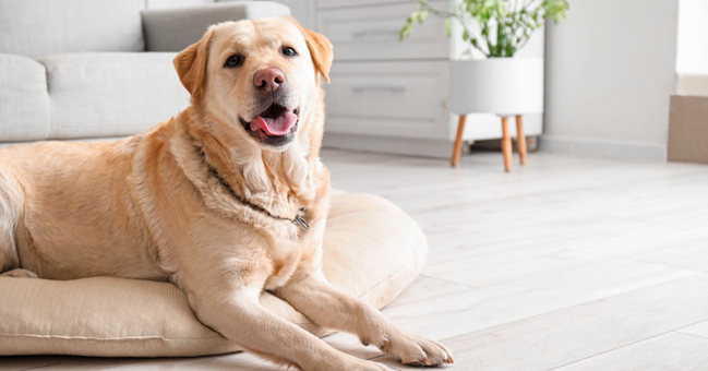 Labrador deitado na cama de cachorro em casa