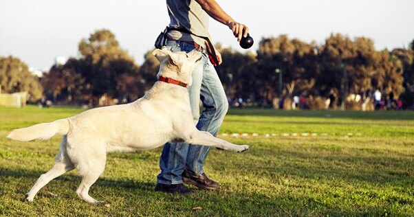 Labrador recebendo treinamento fora de casa