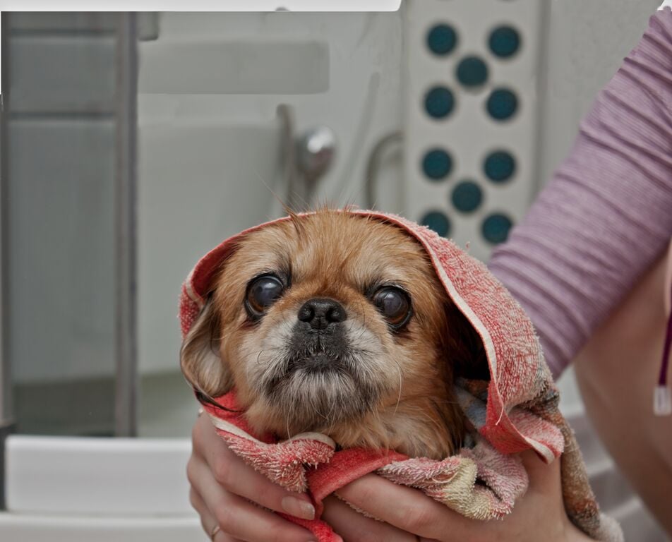 Medium-Small dog bathing