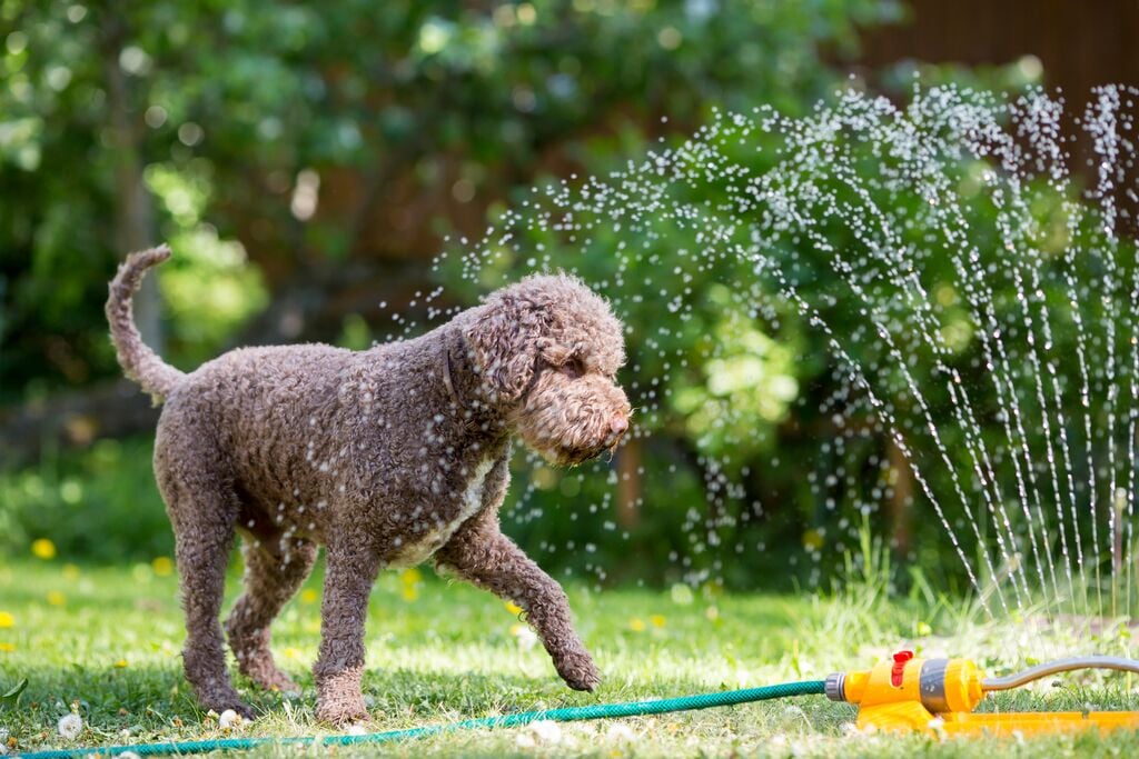  Kistestű szürke kutya játszik a kerti locsolóval 