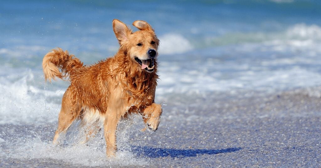 Kutya játszik a habokban a tengerparton