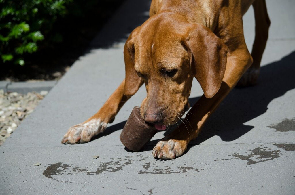 Kutya fagyasztott jutifalit eszik a nyári melegben 