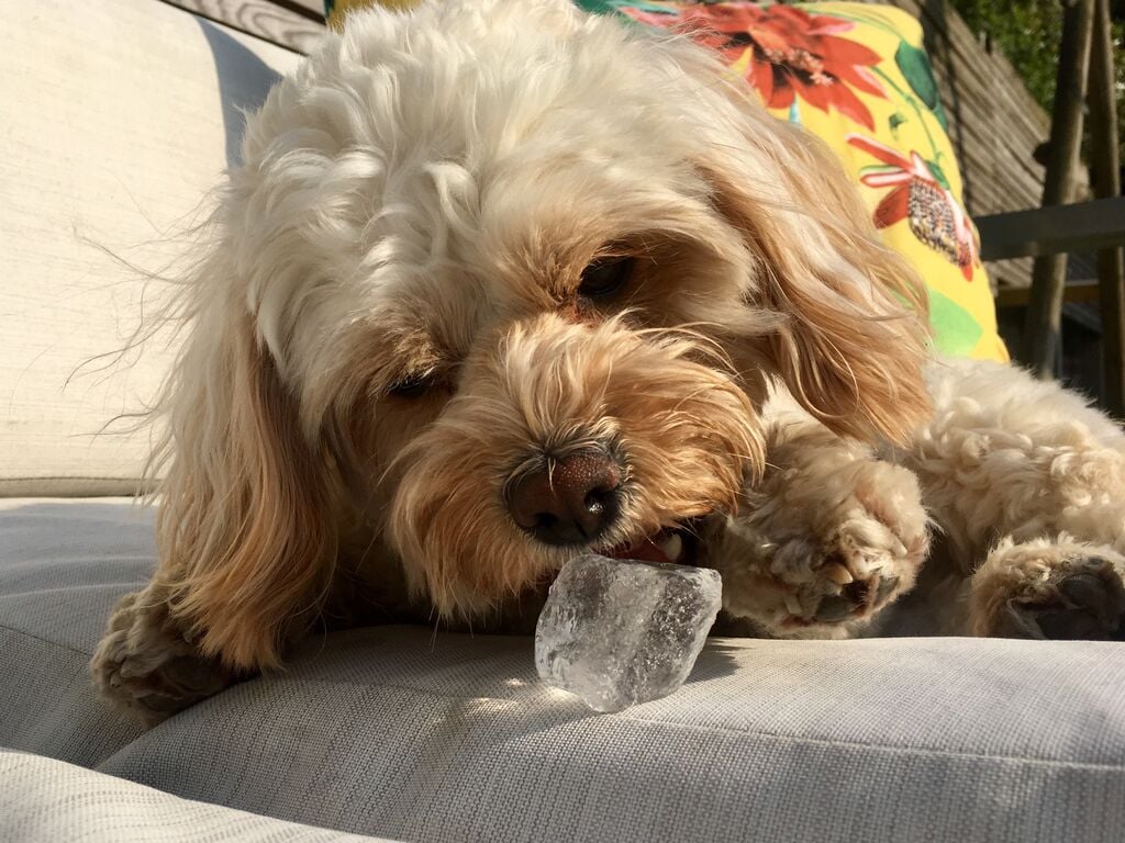 Bézs kutya jégkockát eszik a napon 