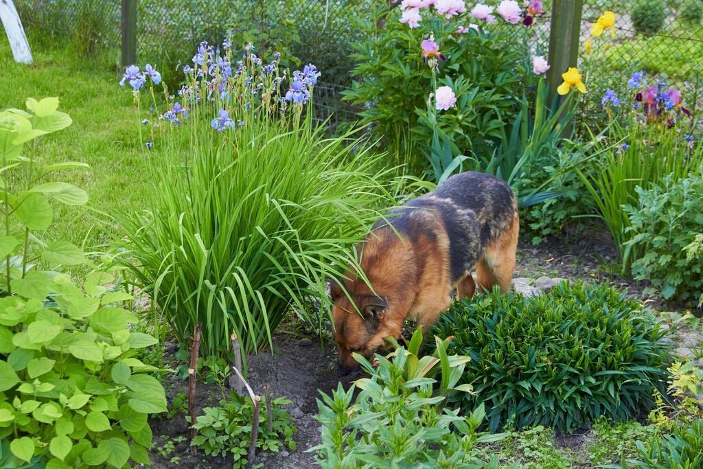 Kutya a virágágyásban szaglászik 