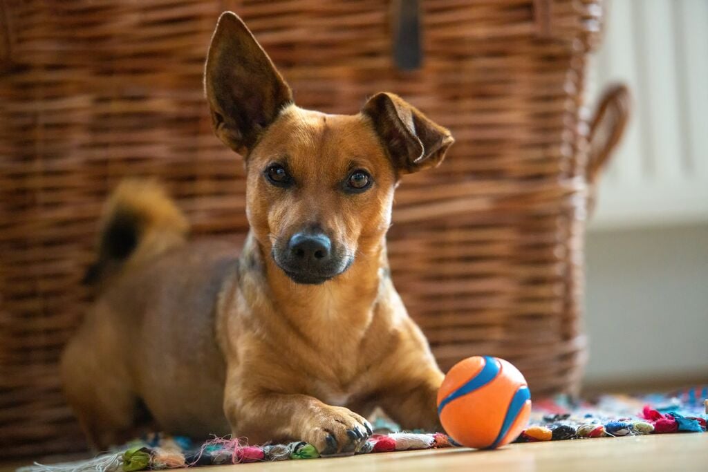 Kutya játszik a labdájával