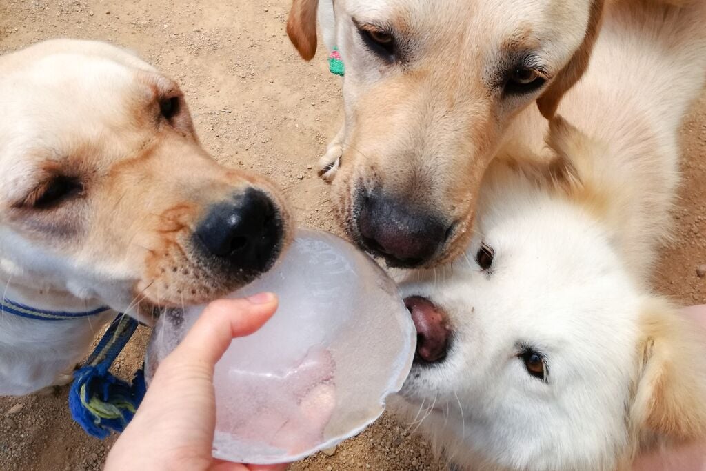 Három kutya jeget kap a gazditól