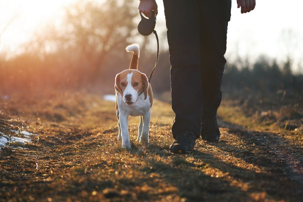 Téli séta egy beagle-lel  