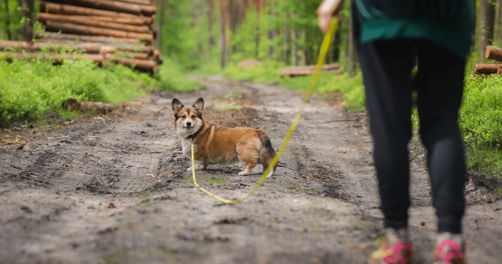 Gazdi és kutyája sétálnak át az erdőn 