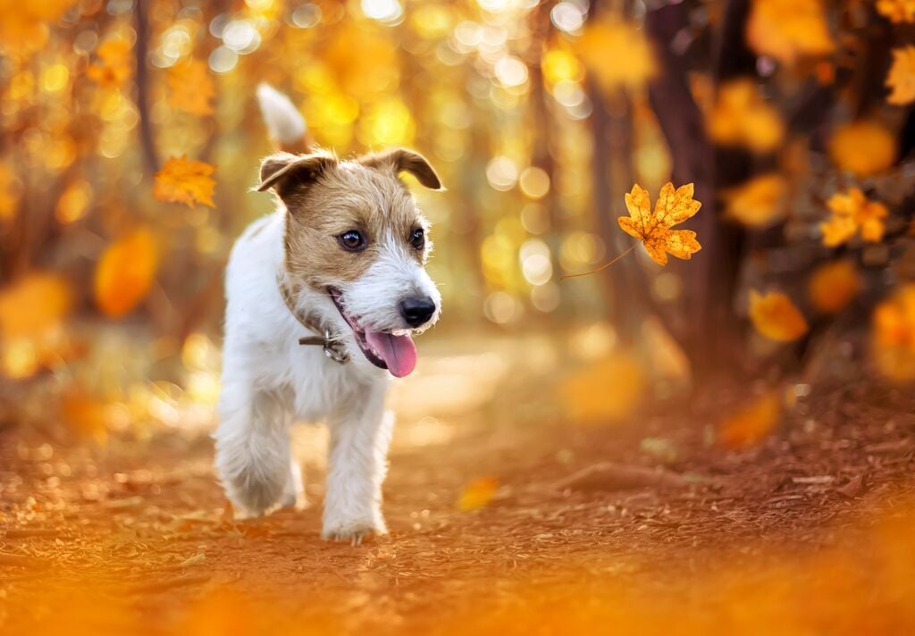 Kistestű kutya bóklászik az őszi erdőben 