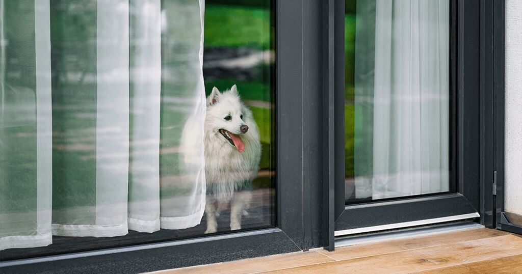 Hund schaut aus dem Fenster 