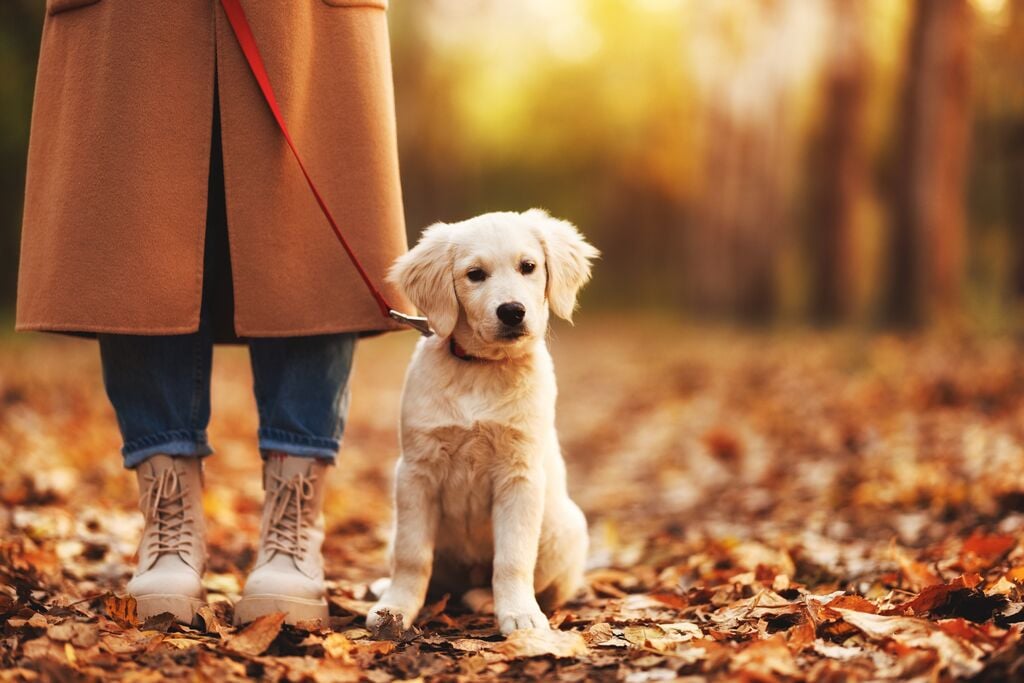 Golden retriever kölyök sétál a gazdijával ősszel 