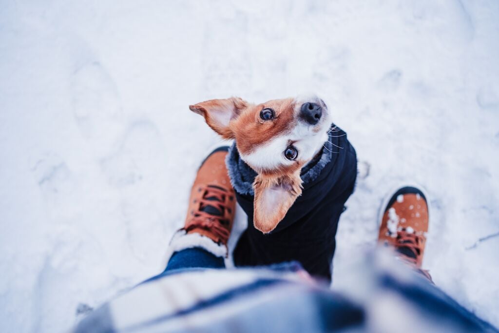 Egy kis Jack Russel terrier ül a hóban a gazdija lábai között 